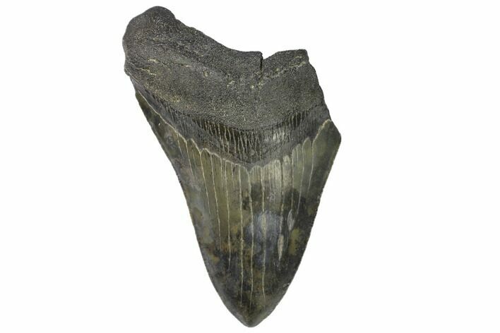 Partial Megalodon Tooth - South Carolina #149158